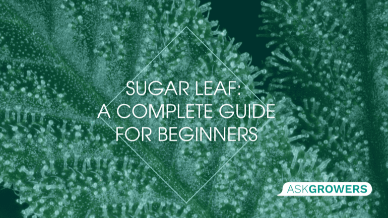 Sugar Leaf: A Complete Guide for Beginners